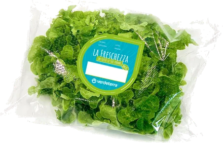 Insalata gentilina