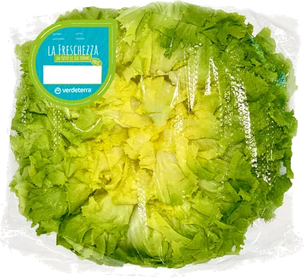 Indivia scarola